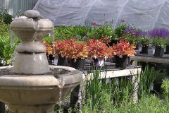 Large variety of perennials & herbs