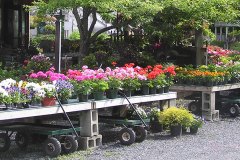 Huge selection of flowering annuals
