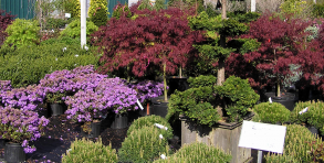 Flowering shrubs & stunning focal points