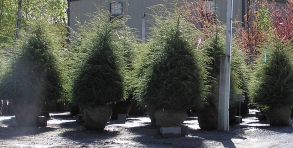 Large scale evergreens & ornamental trees