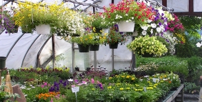 Beautiful hanging plants, 6-packs & potted annuals