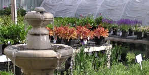 Large variety of perennials & herbs