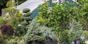 Contemporary topiary features & hydrangea trees