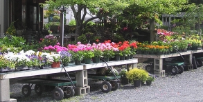 Huge selection of flowering annuals