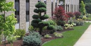 Commercial landscape design & install